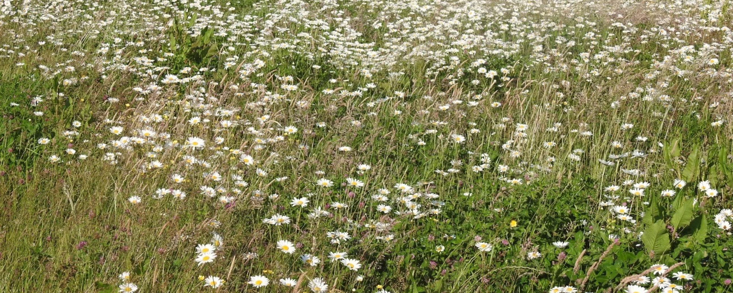 Foto van een veld met bloemen nabij Koningsbrug